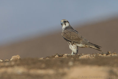 Lannervalk -  Lanner Falcon - Falco biarmicus erlangeri