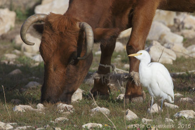 Koereiger - Cattle Egret - Bubulcus ibis