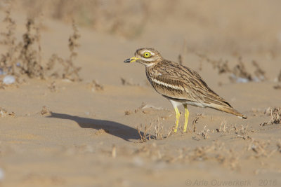 Griel - Eurasian Stone-curlew - Burhinus oedicnemus