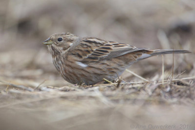 Witkopgors - Pine Bunting - Emberiza leucocephalos 