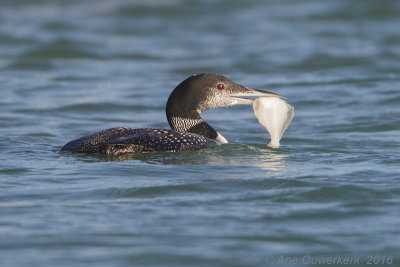 IJsduiker - Great Northern Diver (Loon) - Gavia immer