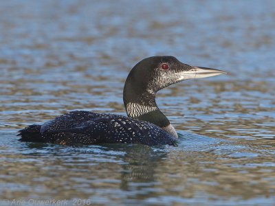 IJsduiker - Great Northern Diver (Loon) - Gavia immer