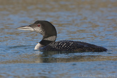 IJsduiker - Great Northern Diver (Loon) - Gavia immer