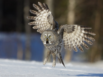 Laplanduil / Great Grey Owl 