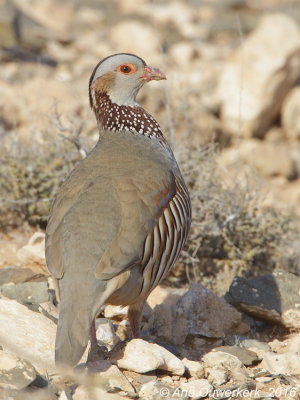 Barbarijse Patrijs / Barbary Partridge