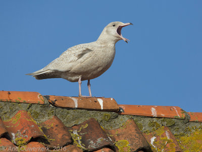 Grote Burgemeester - Glaucous Gull - Larus hyperboreus