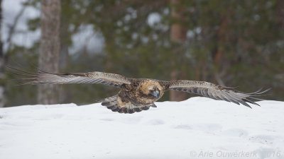 Steenarend - Golden Eagle - Aquila chrysaetos