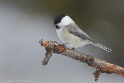 Matkop - Willow Tit - Poecile montanus borealis