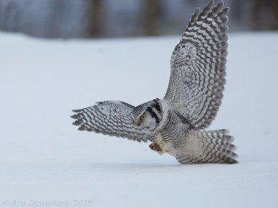 Sperweruil - Northern Hawk Owl - Surnia ulula