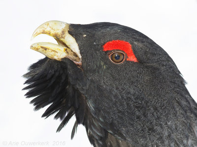 Auerhoen - Western Capercaillie - Tetrao urogallus