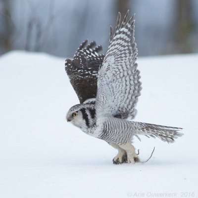 Sperweruil - Northern Hawk Owl - Surnia ulula