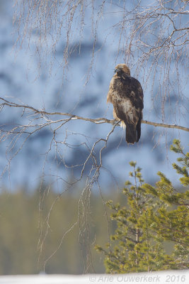 Steenarend - Golden Eagle - Aquila chrysaetos