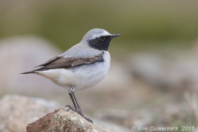 Seebohms Tapuit - Seebohm's Wheatear - Oenanthe seebohmi