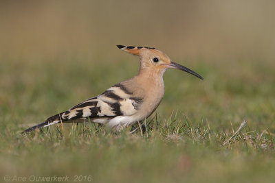 Hop - Eurasian Hoopoe - Upupa epops