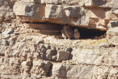 Woestijnoehoe - Pharaoh Eagle-Owl  - Bubo ascalaphus