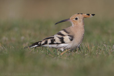 Hop - Eurasian Hoopoe - Upupa epops