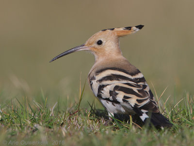 Hop - Eurasian Hoopoe - Upupa epops