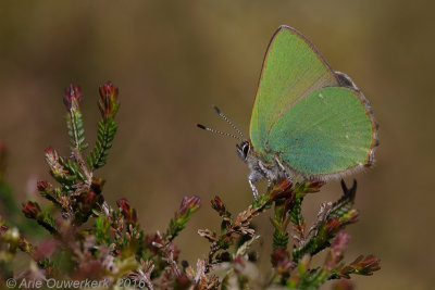 Groentje - Green Hairstreak - Callophrys rubi