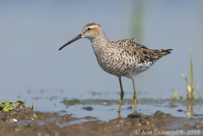 Steltstrandloper - Stilt Sandpiper - Calidris himantopus 