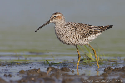 Steltstrandloper - Stilt Sandpiper - Calidris himantopus 