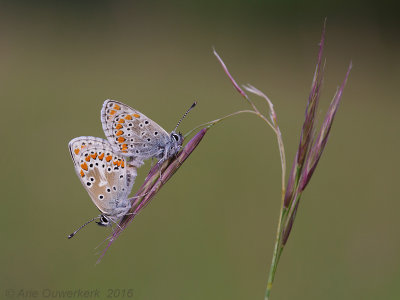 Bruin Blauwtje - Brown Argus - Aricia agestis