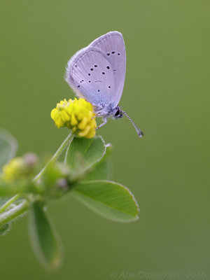 Dwergblauwtje - Small Blue - Cupido minimus