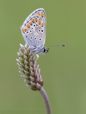 Bruin Blauwtje - Brown Argus - Aricia agestis