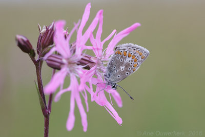 Icarusblauwtje - Common Blue - Polyommatus icarus