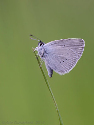 Dwergblauwtje - Small Blue - Cupido minimus