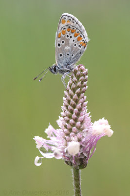 Bruin Blauwtje - Brown Argus - Aricia agestis