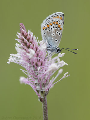 Bruin Blauwtje - Brown Argus - Aricia agestis