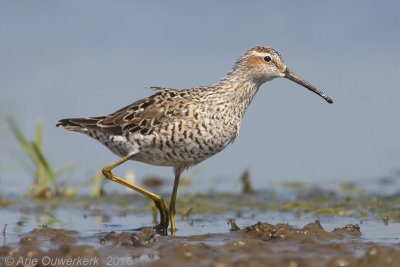 Steltstrandloper - Stilt Sandpiper - Calidris himantopus
