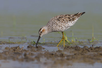 Steltstrandloper - Stilt Sandpiper - Calidris himantopus
