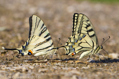 Koninginnenpage - Swallowtail - Papilio machaon en Koningspage - Scarce Swallowtail - Iphiclides podalirius