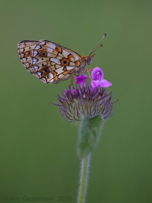 Zilveren Maan - Small Pearl-bordered Fritillary - Boloria selene