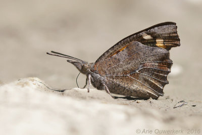 Snuitvlinder - Nettle-tree Butterfly - Libythea celtis