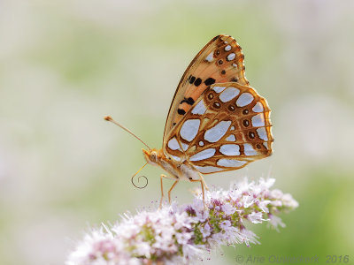 Kleine Parelmoervlinder - Queen of Spain Fritillary - Issoria lathonia