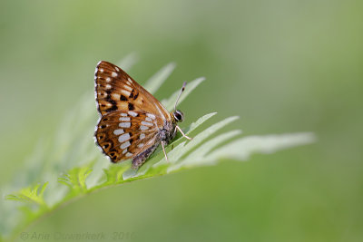 Sleutelbloemvlinder - Duke of Burgundy - Hamearis lucina