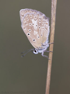 Getand Blauwtje - Meleager's Blue - Meleageria daphnis