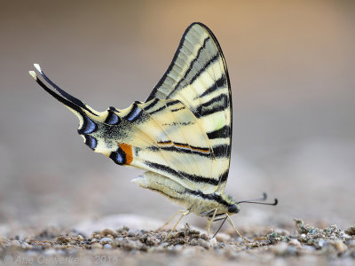 Koningspage - Scarce Swallowtail - Iphiclides podalirius