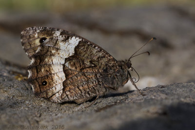 Grote Boswachter - Woodland Grayling - Hipparchia fagi