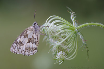 Dambordje - Marbled White - Melanargia galathea