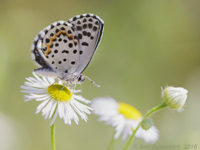 Vetkruidblauwtje - Checkered Blue - Scolitantides orion