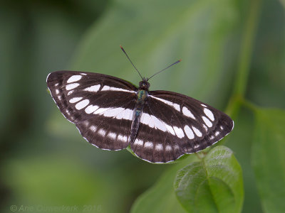 Lathyruszwever - Common Glider - Neptis sappho