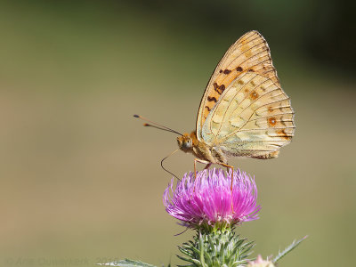 Bosrandparelmoervlinder - High-brown Fritillary - Argynnis adippe