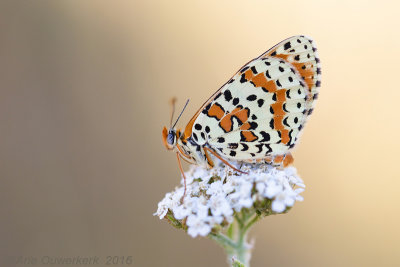 Tweekleurige Parelmoervlinder - Spotted Fritillary - Melitaea didyma