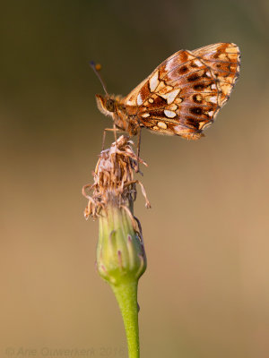 Paarse Parelmoervlinder - Weaver's Fritillary - Boloria dia