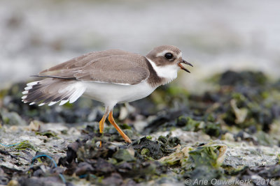 Bontbekplevier - Common Ringed Plover - Charadrius hiaticula