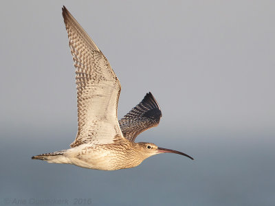 Eurasian Curlew - Wulp - Numenius arquata