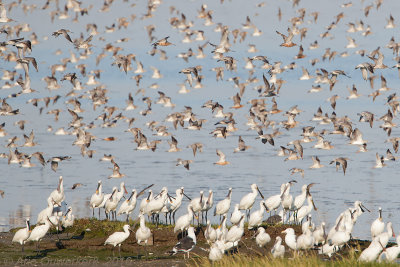 Lepelaar - Eurasian Spoonbill - Platalea leucorodia